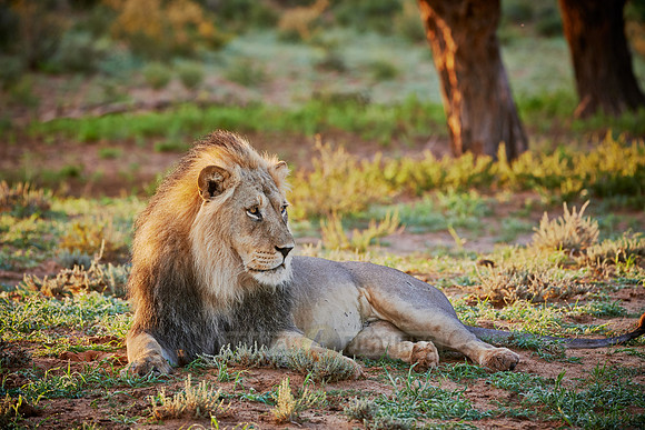 male lion (Panthera leo)