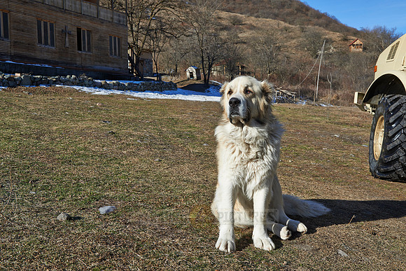 caucasian sheepdog