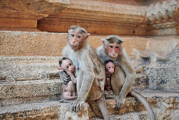 Bonnet macaque (Macaca radiata) at Malyavanta Raghunatha Temple