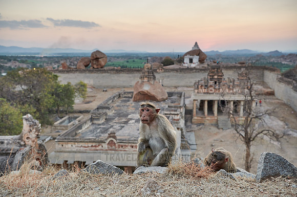 Bonnet macaque (Macaca radiata) at Malyavanta Raghunatha Temple