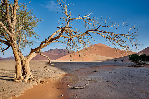 strong blowing wind over sand dunes of Namib desert