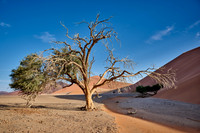 strong blowing wind over sand dunes of Namib desert