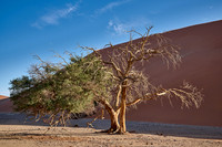 strong blowing wind over sand dunes of Namib desert