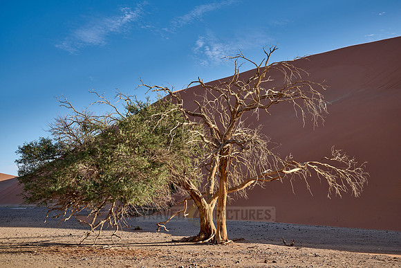 strong blowing wind over sand dunes of Namib desert