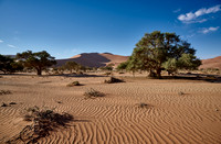 green tree in sand dunes of Namib desert