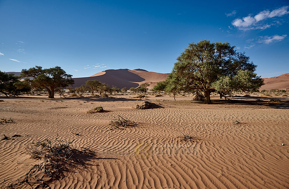 green tree in sand dunes of Namib desert