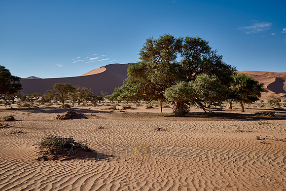 green tree in sand dunes of Namib desert