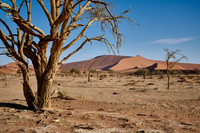 tree in sand dunes of Namib desert