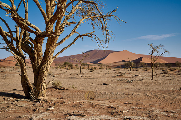 tree in sand dunes of Namib desert