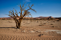 tree in sand dunes of Namib desert
