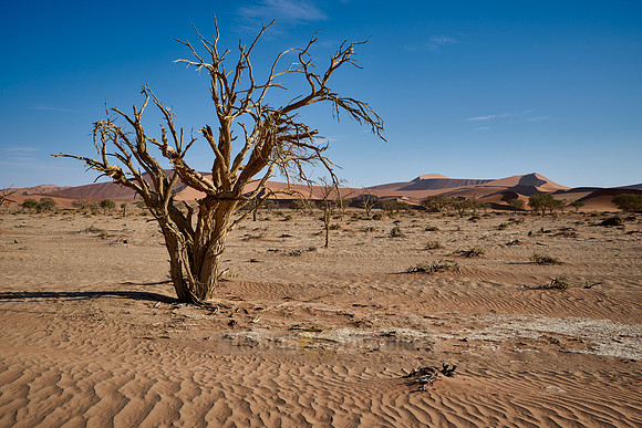 tree in sand dunes of Namib desert
