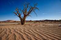 tree in sand dunes of Namib desert