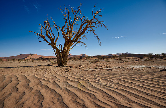 tree in sand dunes of Namib desert
