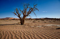 tree in sand dunes of Namib desert
