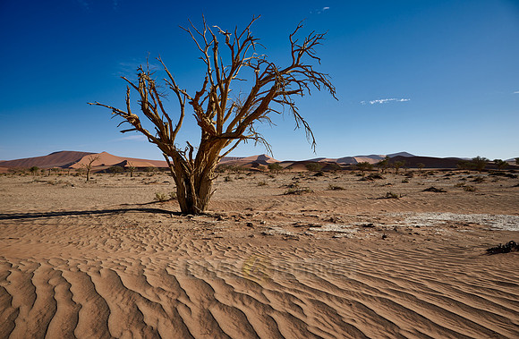 tree in sand dunes of Namib desert