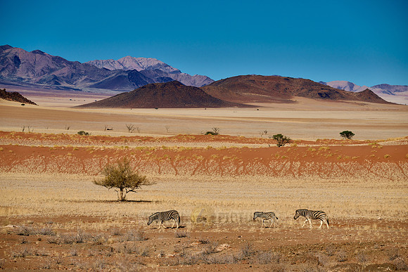 Plains zebras in (Equus quagga) dry mountain landscape of the arid Namib-Naukluft Park
