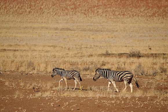 Plains zebras in (Equus quagga) dry mountain landscape of the arid Namib-Naukluft Park