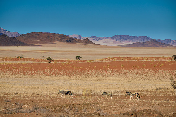 Plains zebras in (Equus quagga) dry mountain landscape of the arid Namib-Naukluft Park