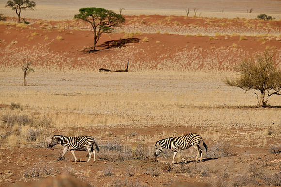 Plains zebras in (Equus quagga) dry mountain landscape of the arid Namib-Naukluft Park