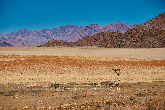 Plains zebras in (Equus quagga) dry mountain landscape of the arid Namib-Naukluft Park