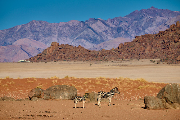 Plains zebras in (Equus quagga) dry mountain landscape of the arid Namib-Naukluft Park