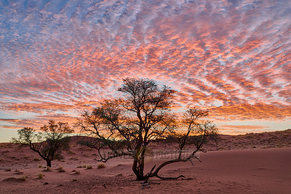sunset over dunes of Namib desert