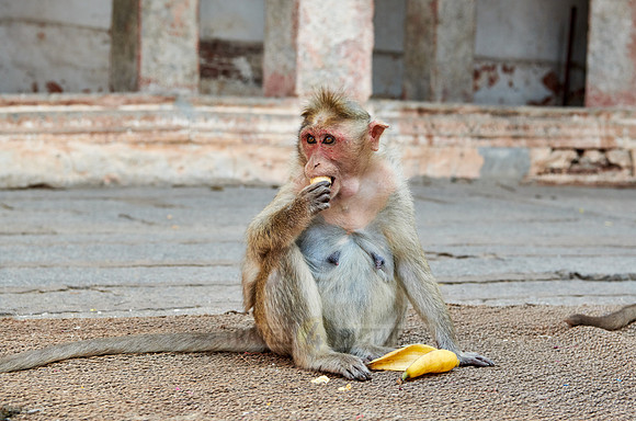 Bonnet macaque at Virupaksha Temple