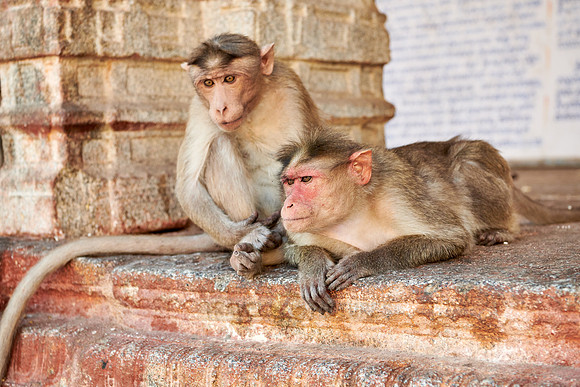 Bonnet macaque at Virupaksha Temple