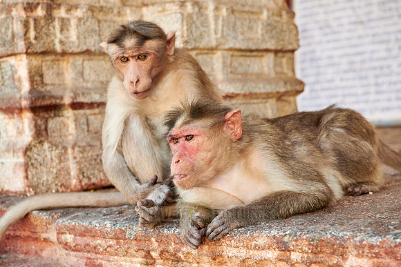 Bonnet macaque at Virupaksha Temple