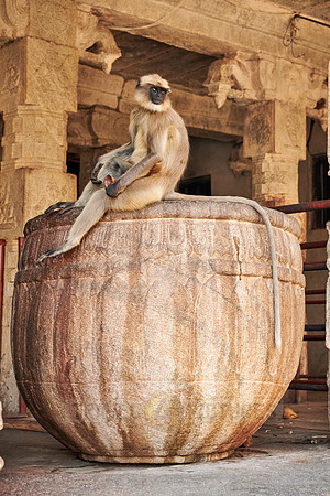 Tufted gray langur at  Virupaksha Temple