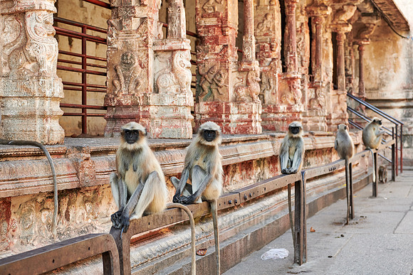 Tufted gray langur at  Virupaksha Temple