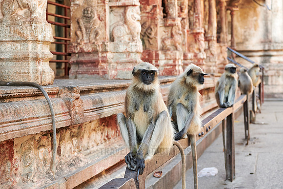 Tufted gray langur at  Virupaksha Temple