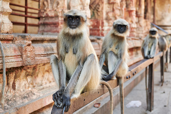 Tufted gray langur at  Virupaksha Temple