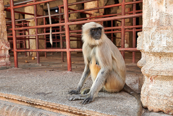 Tufted gray langur at  Virupaksha Temple