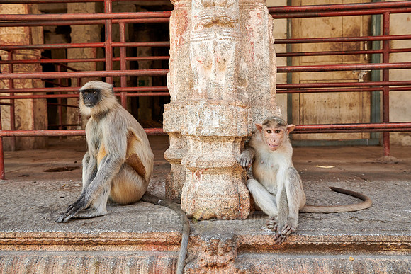 Tufted gray langur and Bonnet macaque in Virupaksha Temple
