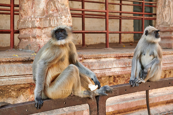 Tufted gray langur at  Virupaksha Temple