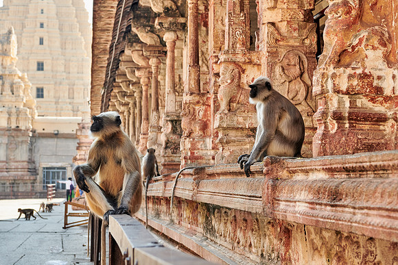 Tufted gray langur at  Virupaksha Temple