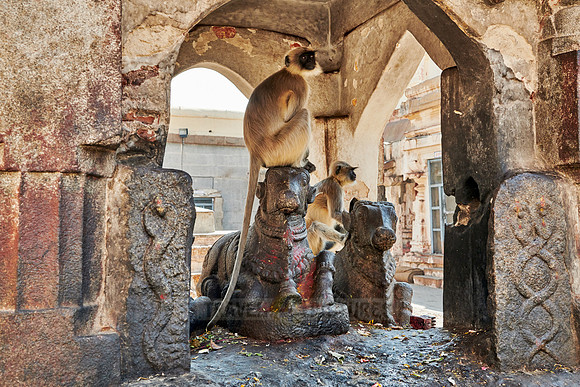 Tufted gray langur at  Virupaksha Temple