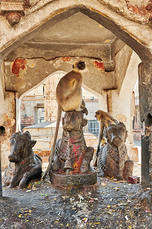 Tufted gray langur at  Virupaksha Temple