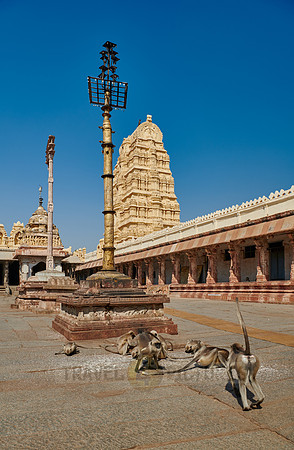 Tufted gray langur at  Virupaksha Temple