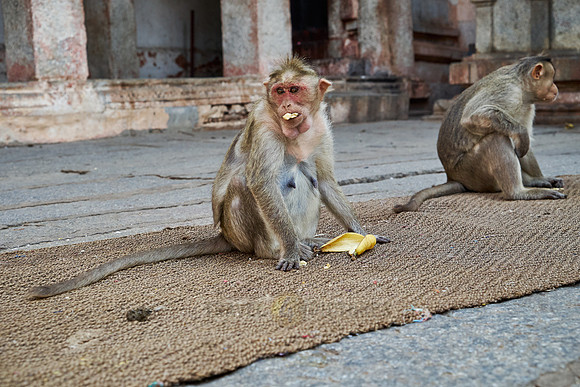Bonnet macaque at Virupaksha Temple