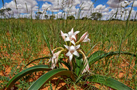 lily flower in landscape