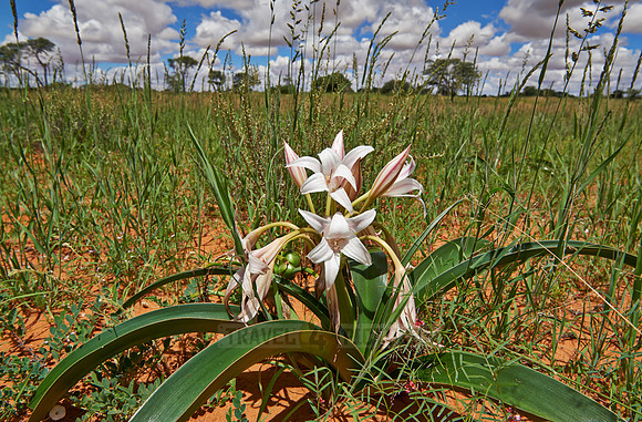 lily flower in landscape