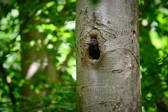 young black woodpecker (Dryocopus martius)