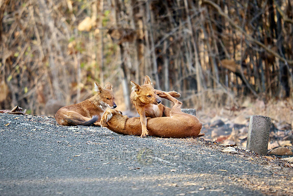 pack of dhole (Cuon alpinus) or indian wild dog