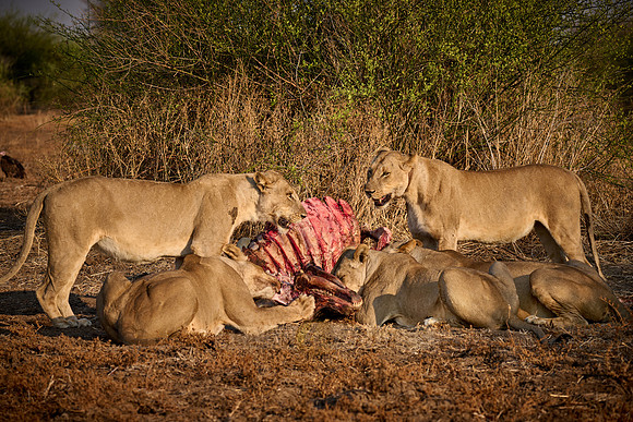 pride of lioness (Panthera leo) at buffalo kill