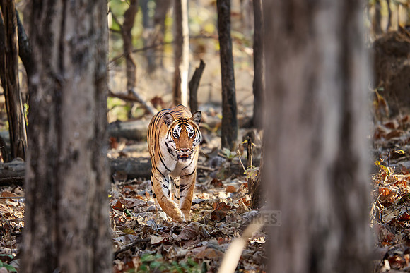 Bengal tiger (Panthera tigris tigris)