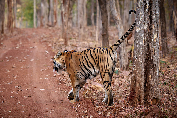 Bengal tiger (Panthera tigris tigris)
