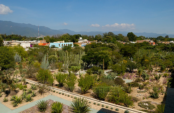 garden of the former Santo Domingo monastery with all the cactus species native to Mexico