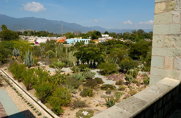 garden of the former Santo Domingo monastery with all the cactus species native to Mexico